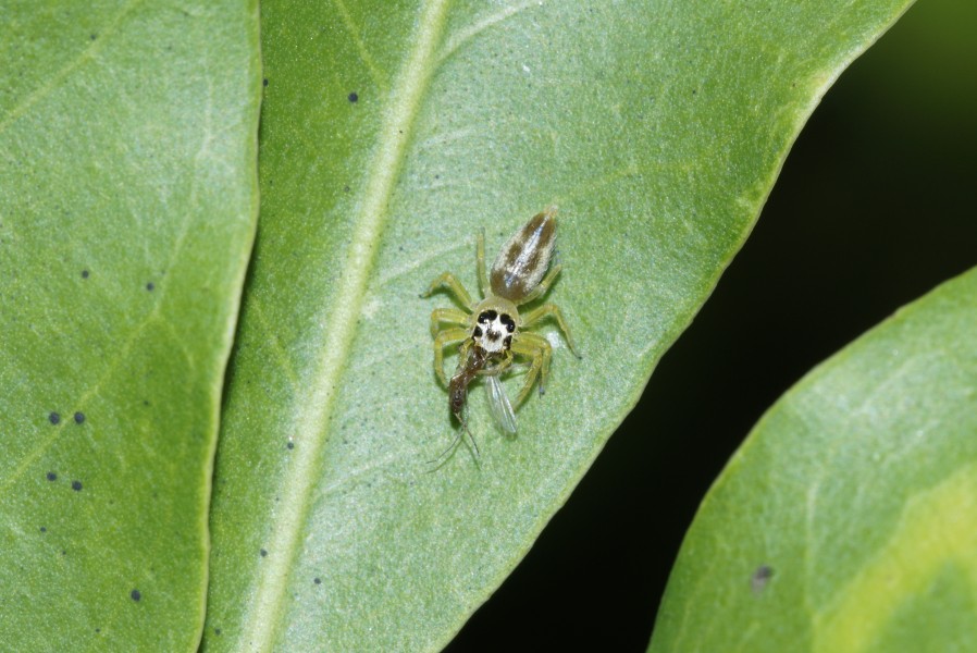 Spider 4537