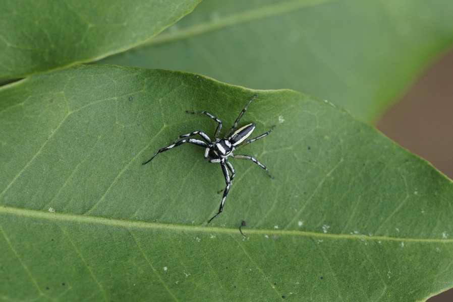 Spider 4674