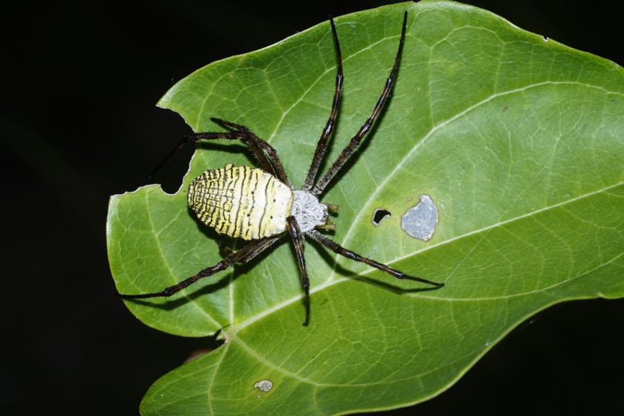 Spider 5573