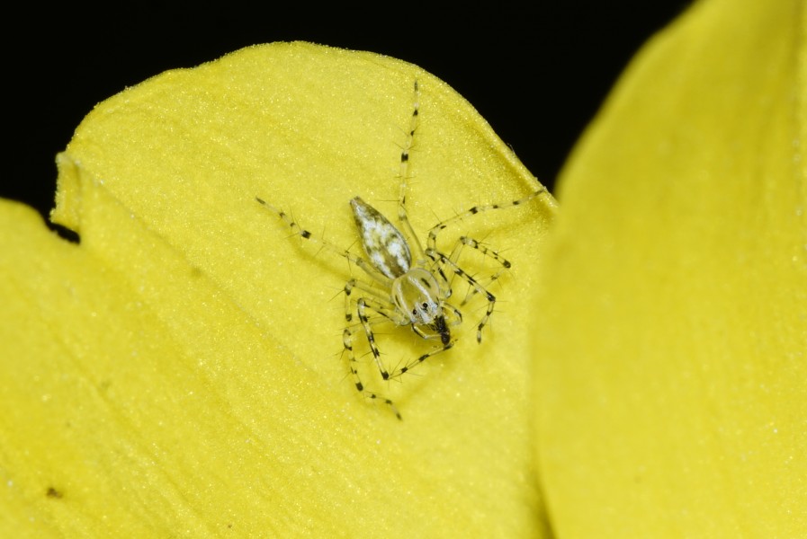 Spider 6286