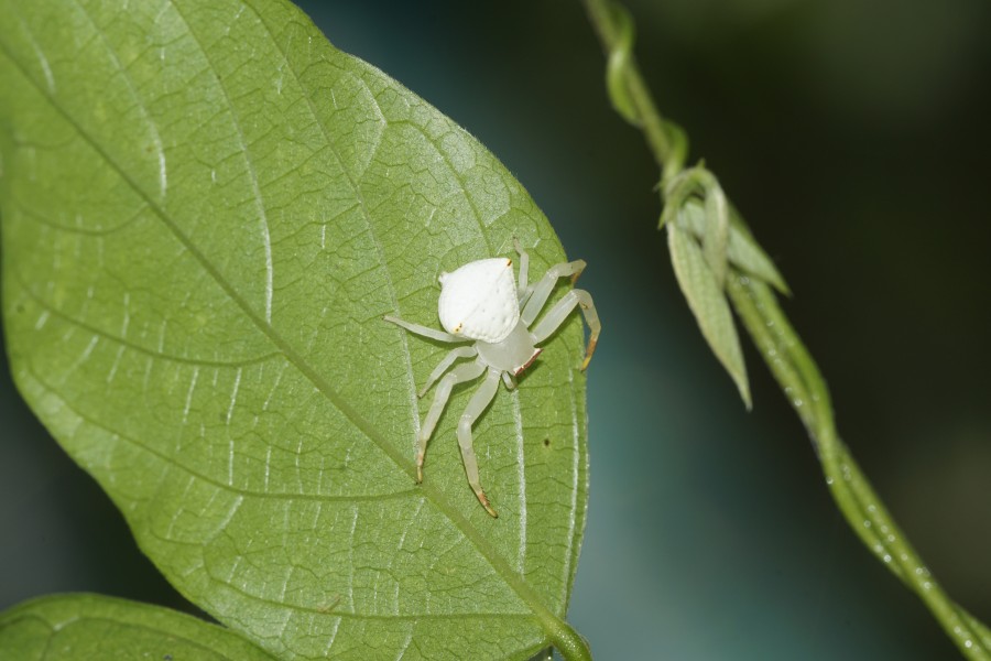 Spider 8181