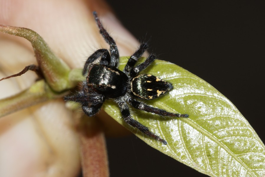 Spider 9531