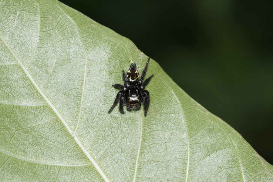 Spider 9570