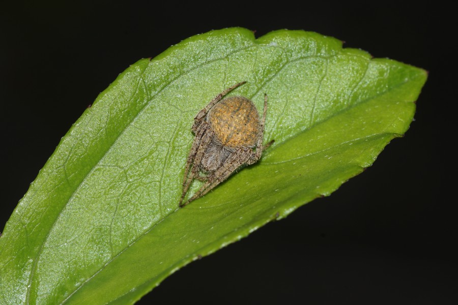 Spider(Neoscona sp) 0150