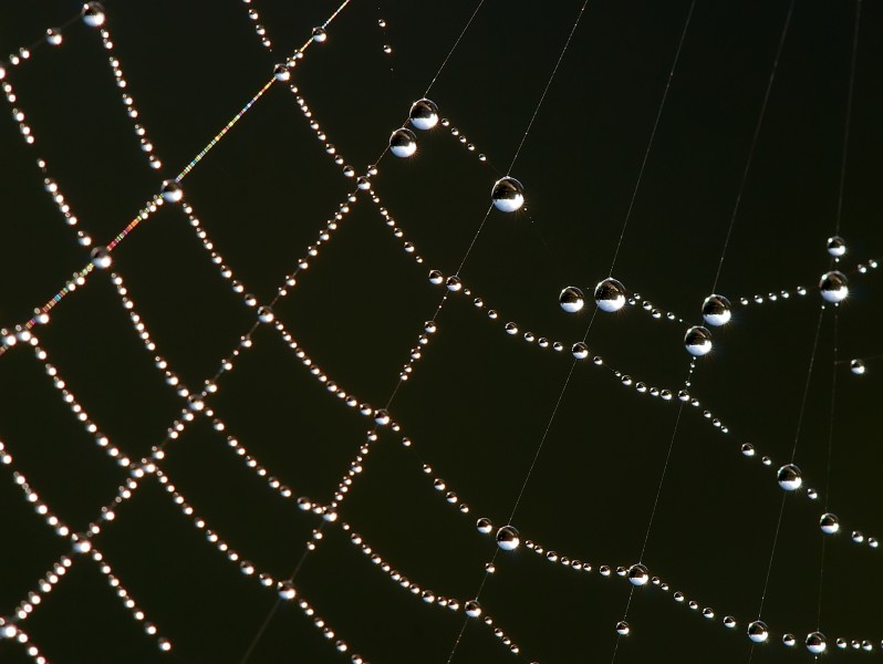Spider web Luc Viatour