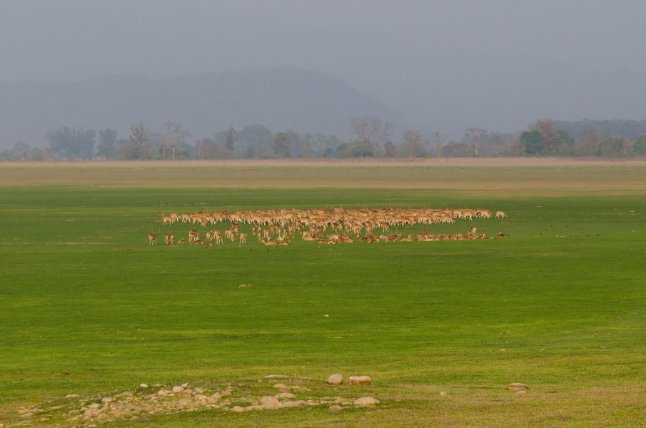 Spotted deers in Dhikala