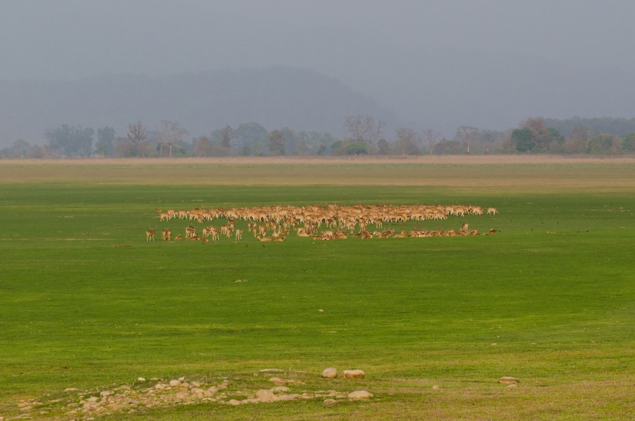 Spotted deers in Dhikala