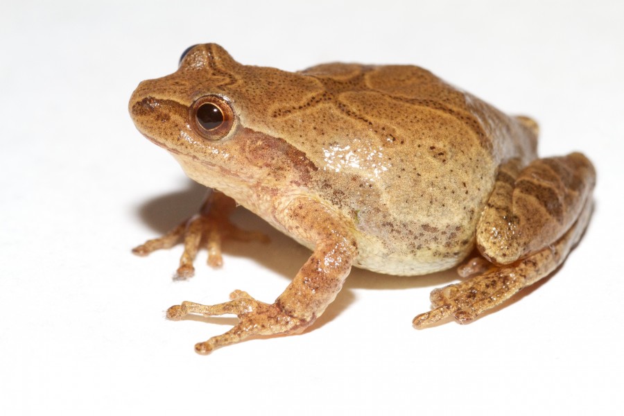Spring Peeper I