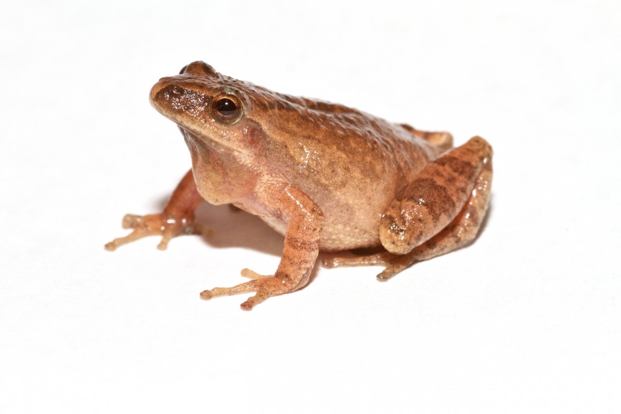 Spring Peeper II