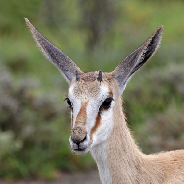 Springbok (Antidorcas marsupialis hofmeyri) juvenile head