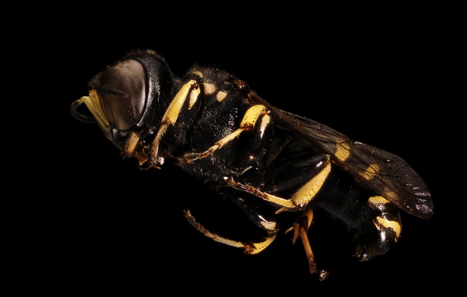 Square headed wasp (Crabronidae) (14242259050)