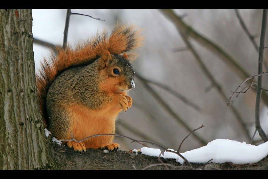 Squirrel in the snow (