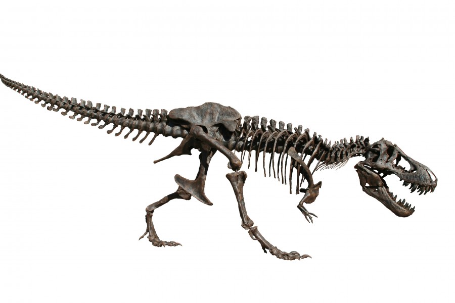 Stan T. rex in Oslo white background