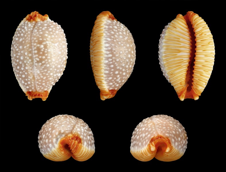 Staphylaea staphylaea staphylaea 01