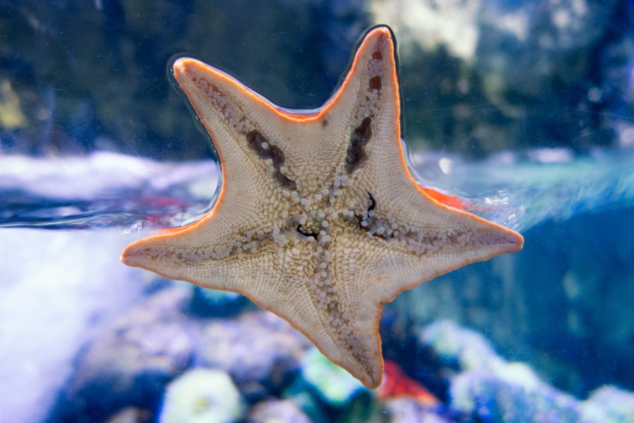 Starfish Belly at the Water Line (19070785371)