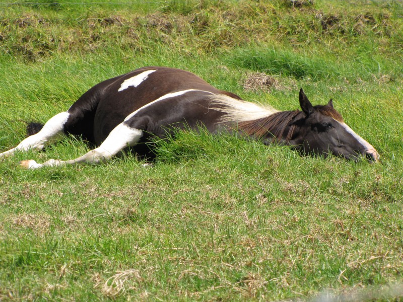 Starr-110829-8645-Cenchrus clandestinus-pasture with horse napping-Kokomo Haiku-Maui (25077877276)