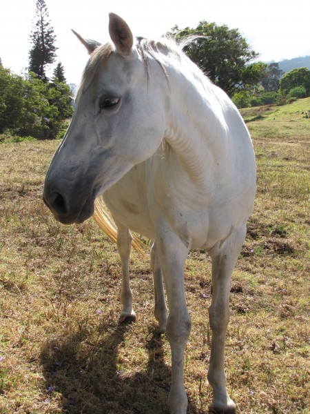 Starr-110830-8755-Cenchrus clandestinus-habitat and horse-Kula-Maui (24473679974)