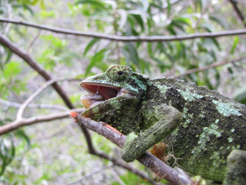 Starr-120425-4959-Acacia koaia-with Jacksons Chameleon-Waikapu Valley-Maui (24844301570)