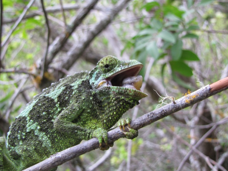 Starr-120425-4960-Acacia koaia-with Jacksons Chameleon-Waikapu Valley-Maui (24509277304)