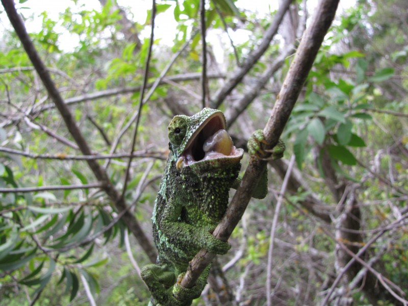 Starr-120425-4961-Acacia koaia-with Jacksons Chameleon-Waikapu Valley-Maui (24513109093)