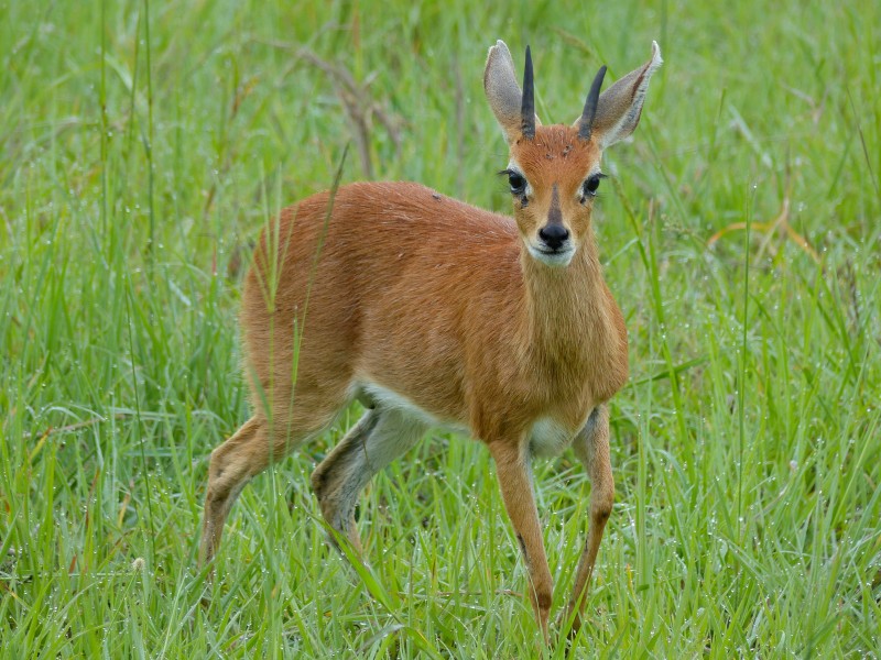 Steenbok (Raphicerus campestris) male (12598959934)