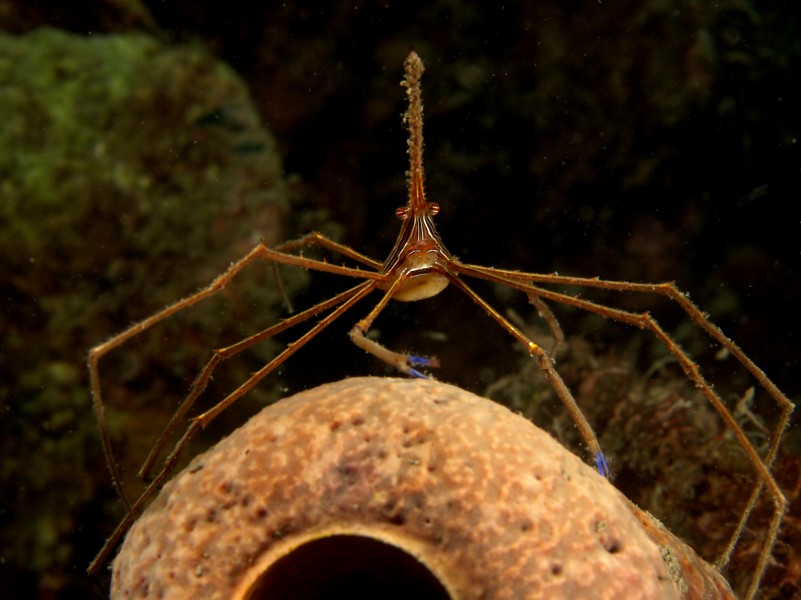Stenorhynchus seticornis (Yellowline Arrow Crab)