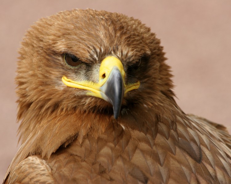 Steppe Eagle (by Scott Liddell)