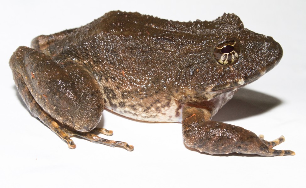 Strabomantis bufoniformis studio