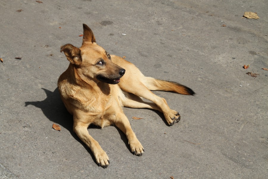 Street dog in Vinnytsya
