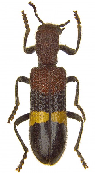 Strotocera versicolor