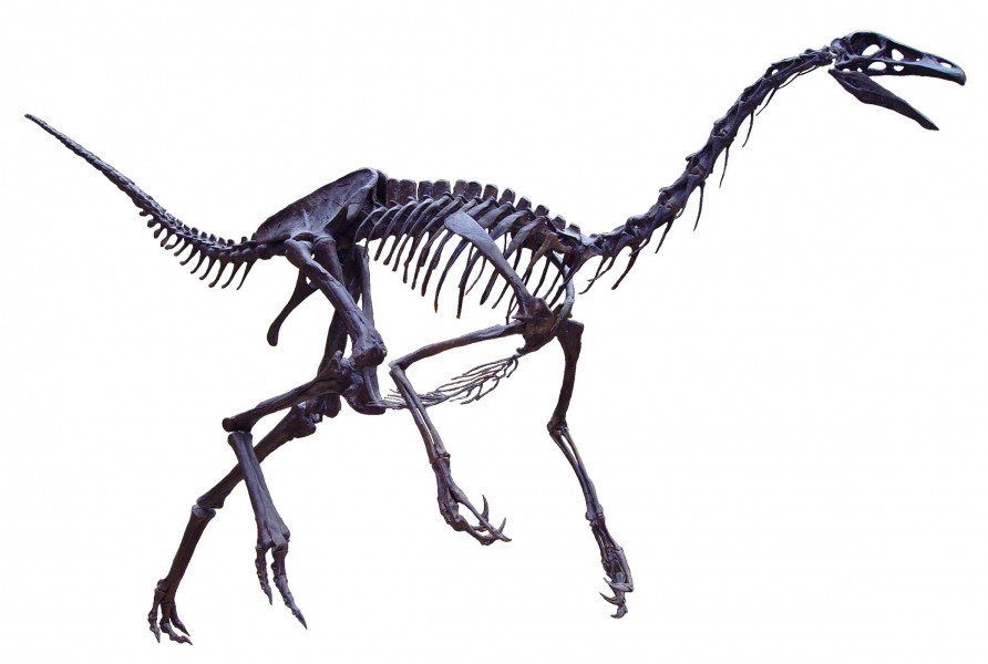 Struthiomimus white background