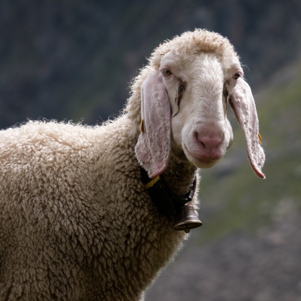Stubai - Tiroler Bergschaf -BT- 01