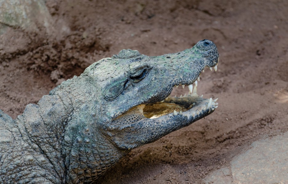 Stumpfkrokodil Bioparc Fuengirola 02 2014
