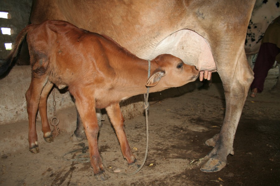Suckling calf, near Mehsana, Gujarat, India, 7