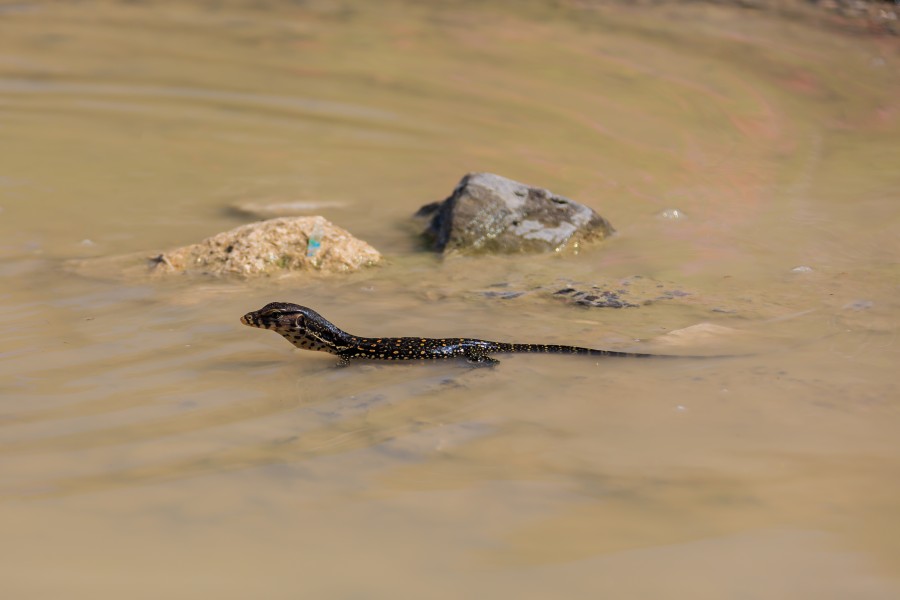 Sukau Sabah Baby-Biawak-in-a-puddle-of-water-02