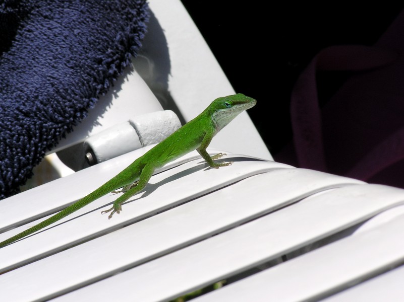 Sunbathing lizard