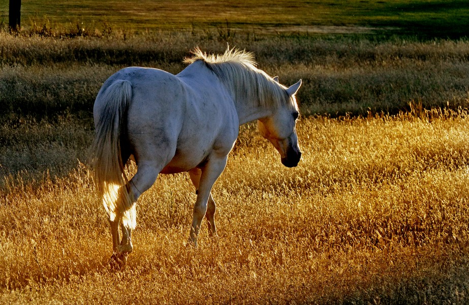 Sunset pastures. (16557585635)