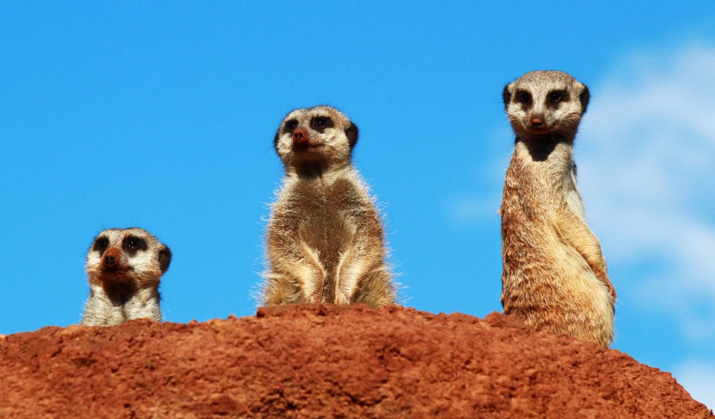 Suricata suricatta - Oasis Park - Fuerteventura