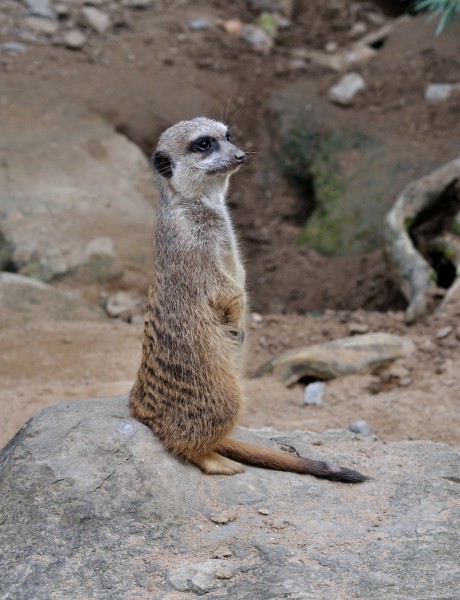 Suricata suricatta qtl1