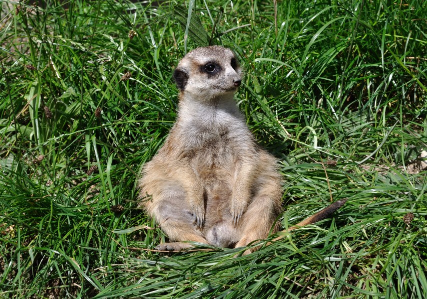 Suricata suricatta qtl2