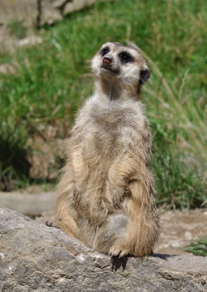 Suricata suricatta qtl3