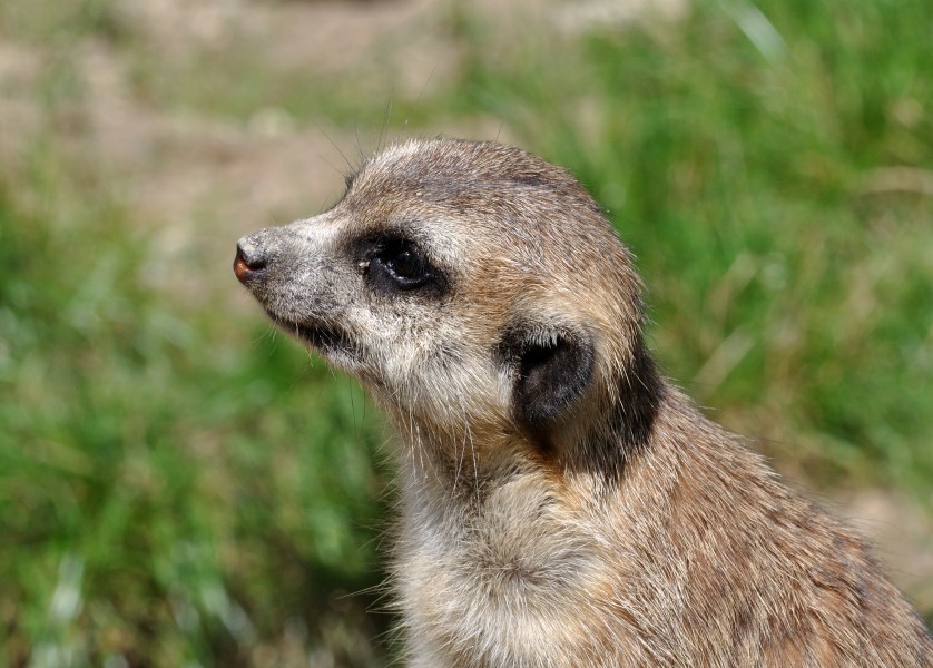 Suricata suricatta qtl4