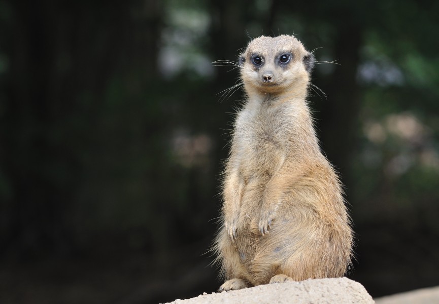 Suricata suricatta qtl5