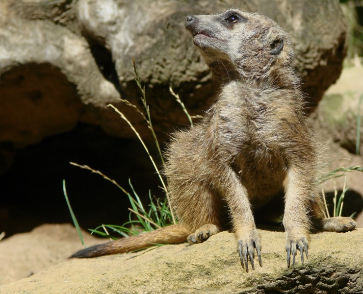 Suricate 140803