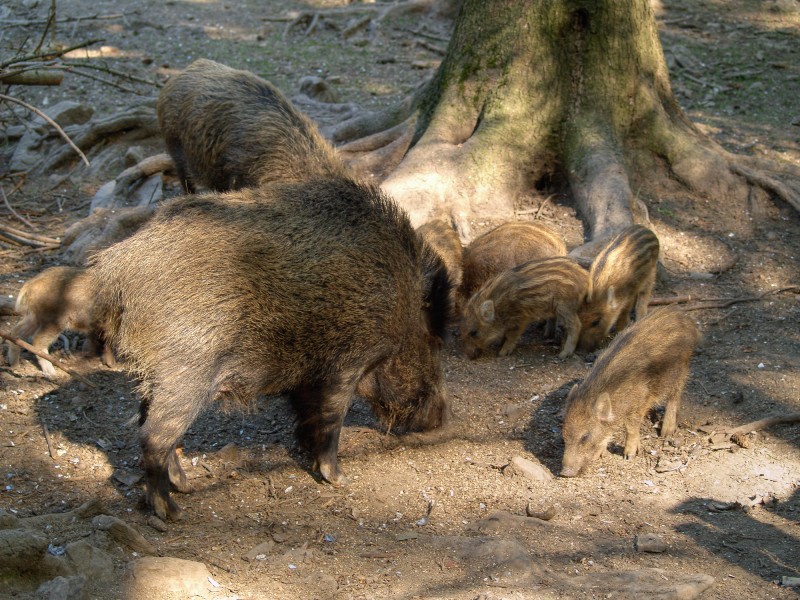 Sus scrofa LC0074