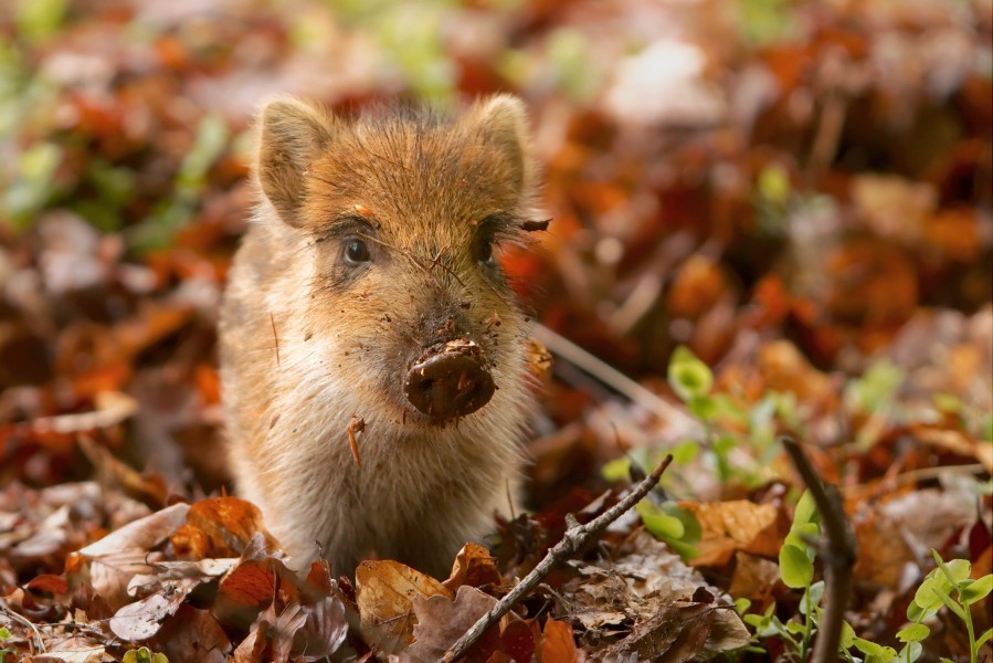 Sus scrofa piglet