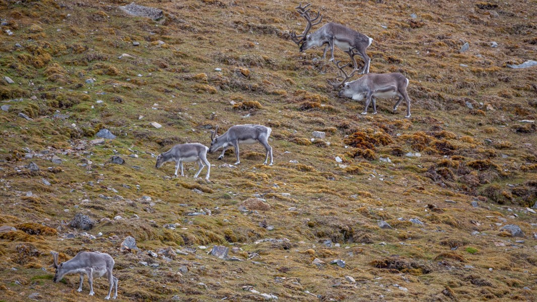 Svalbard reindeers (Rangifer tarandus platyrhynchus) in the Tundra of Reinsdyrflya