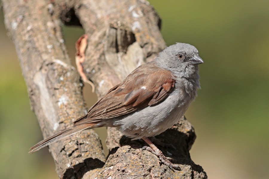 Swainson's sparrow (Passer swainsonii)