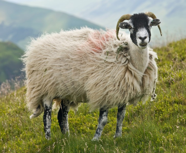 Swaledale Sheep, Lake District, England - June 2009
