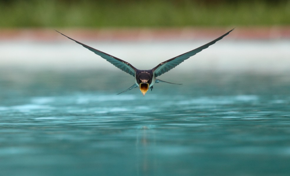 Swallow flying drinking